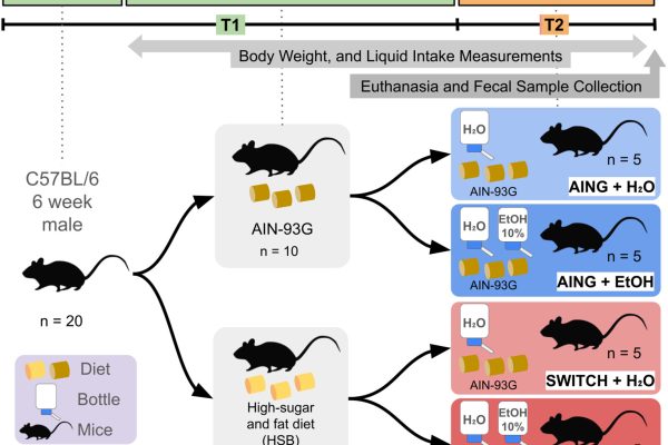 Cum dietele bogate în zahăr și unt duc la schimbări în microbiomul intestinal legate de consumul excesiv de alcool la șoareci