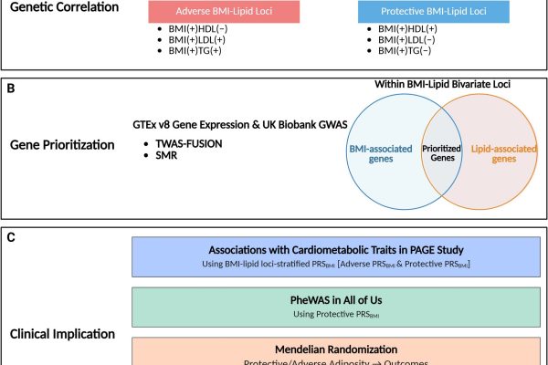 Variante genetice pot crește în același timp IMC și scădea riscul de colesterol