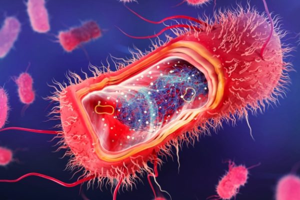 Cum fragmentele de bacterii din intestine ne pot adormi creierul noaptea