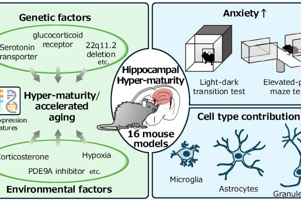 Descoperirea hipermaturității hippocampului: Schimbări genetice sinaptice leagă stresul, anxietatea și îmbătrânirea accelerată
