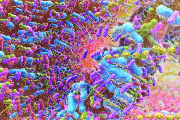 Cum bacteriile intestinale care produc metanul pot transforma fibra în calorii suplimentare