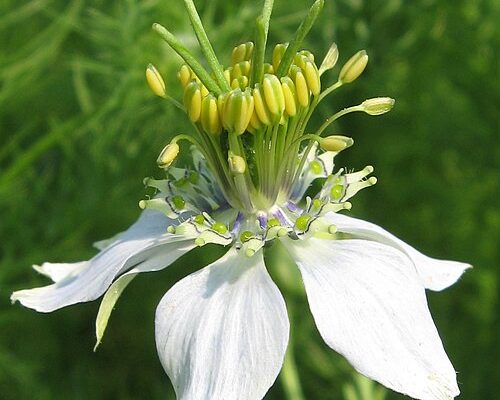 Un Strop Zilnic de Semințe de Chimion Poate Ajuta la Reducerea Colesterolului, Arată un Studiu