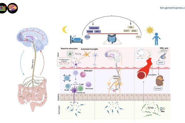 Cum influențează microbiota intestinală tulburările de somn prin axa creier-intestin