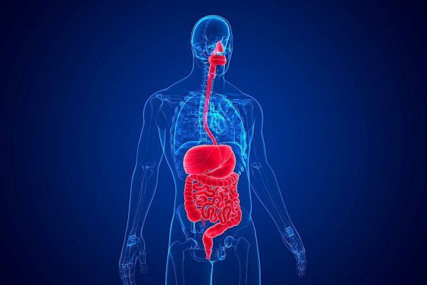 Studiu descoperă o legătură surprinzătoare între ritmurile intestinale și cele cerebrale