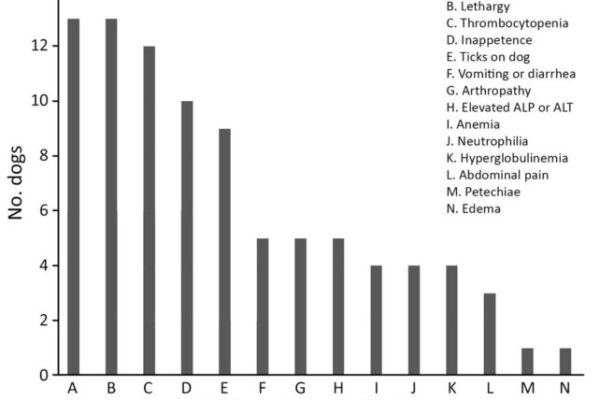 Descoperirea unei Noi Boli Transmise de Tantari la Caini ar Putea Pune în Pericol și Oamenii