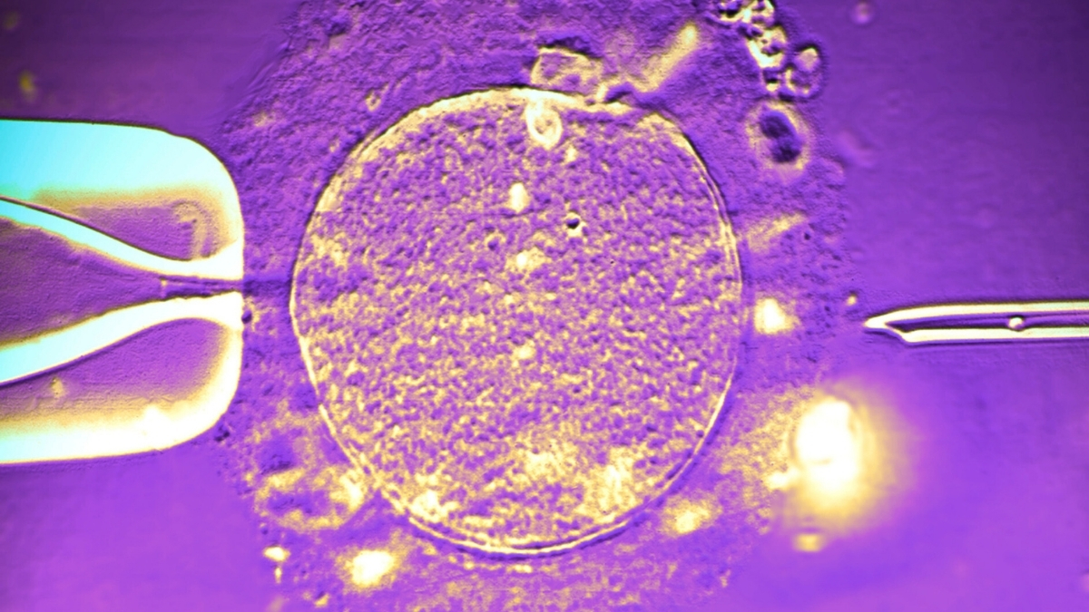 Donator de Spermă cu Genă Rare de Risc pentru Cancer, Tatăl a Aproape 200 de Copii