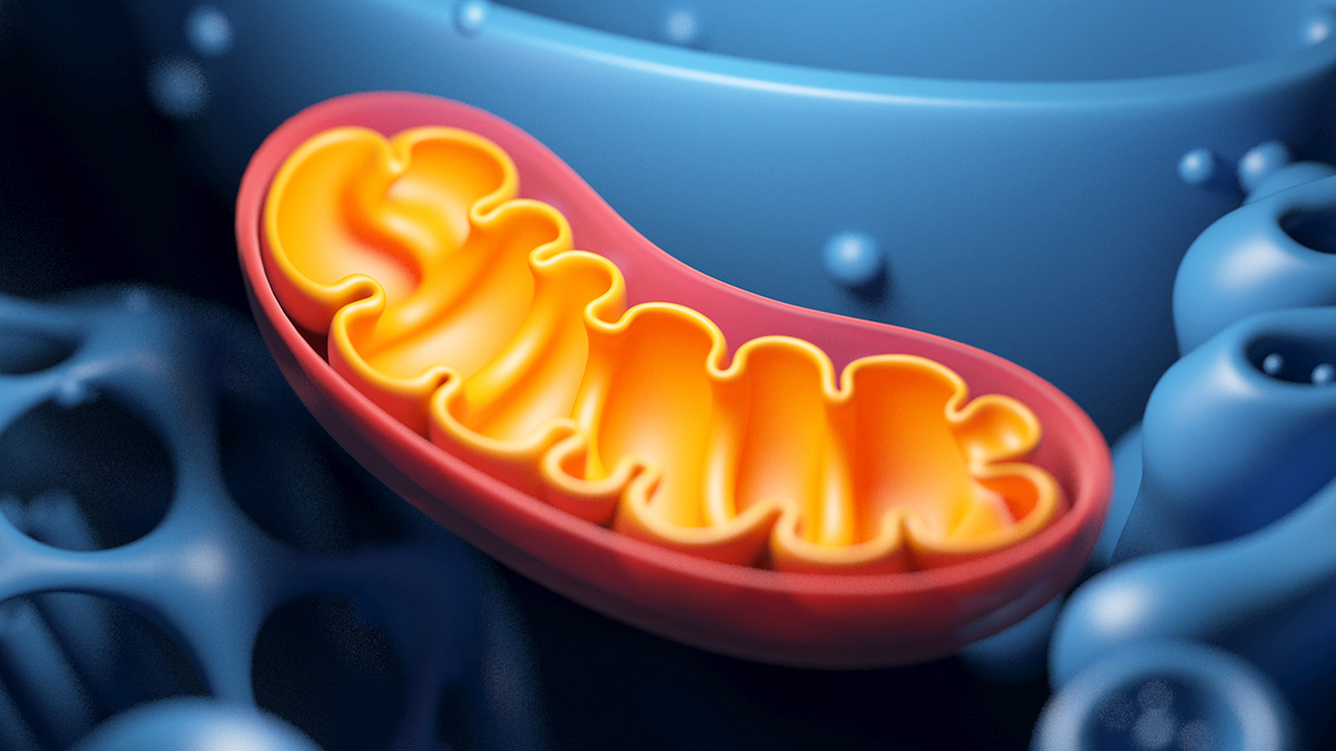 O proteină mitocondrială crește longevitatea și încetinește procesul de îmbătrânire la șoareci