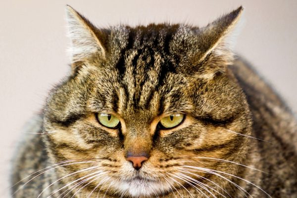 Tratamentul cu ‘Ozempic’ pentru Pisici, în Faza de Testare de către Medicii Veterinari pentru Pisicile Supraponderale