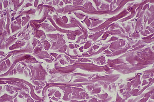 Descoperirea care ar putea revitaliza celulele în vârstă