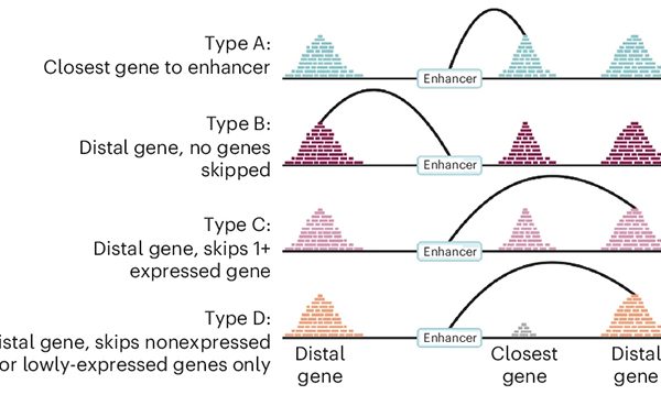 Secvențe de ADN „inutile” ar putea ascunde comutatoare care permit instalarea bolii Alzheimer