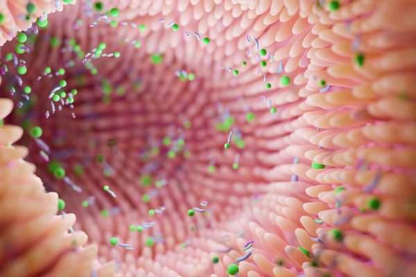 Studiu: Conexiunea dintre Bacteriile Intestinale și Depresia Bipolară în Studiul pe Șoareci