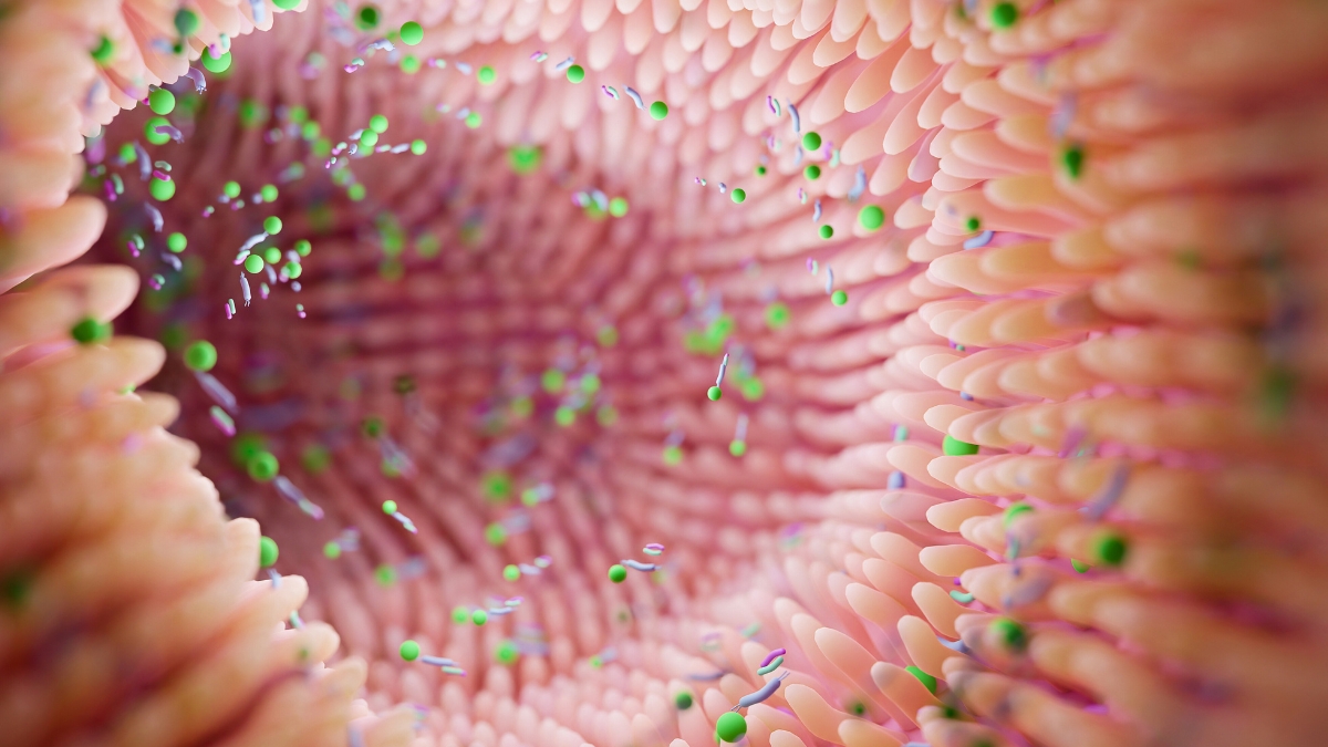 Studiu: Conexiunea dintre Bacteriile Intestinale și Depresia Bipolară în Studiul pe Șoareci