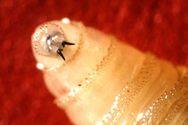 Avertismentul CDC: Parazitul ‘devastator’ care mănâncă carne se extinde către SUA