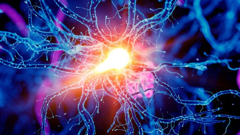 Descoperirea unui Circuit Cerebral care Îmbunătățește Enduranța Fizică la Șoareci