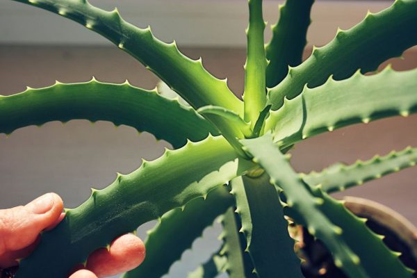 Descoperire: Un compus din Aloe Vera ar putea ajuta în lupta împotriva bolii Alzheimer, sugerează simulările