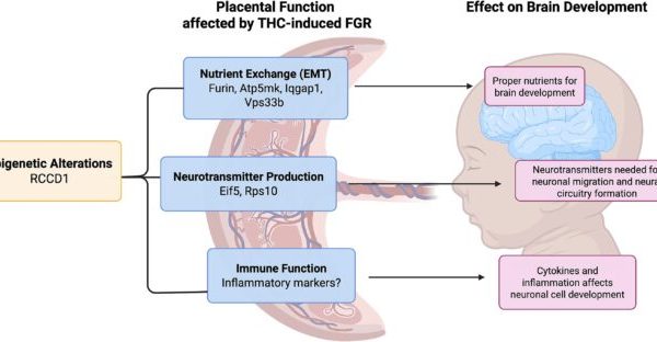Placenta poate ascunde semne timpurii ale riscului de schizofrenie