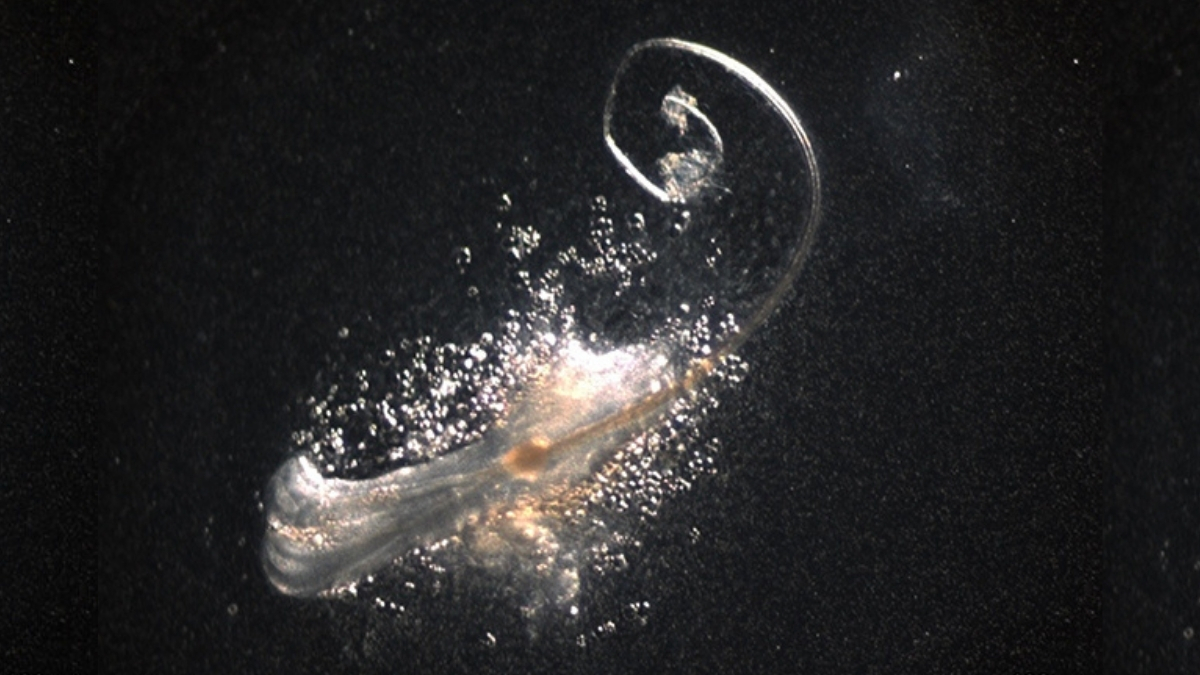 Cercetătorii au Crescut pentru Prima Dată Folliculi Pilosi Complet Funcționali în Laborator