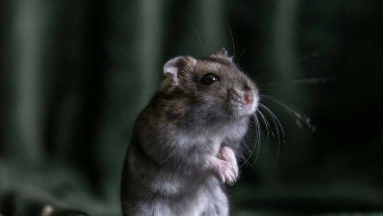 Cercetătorii cresc electronice în creierele șoarecilor vii