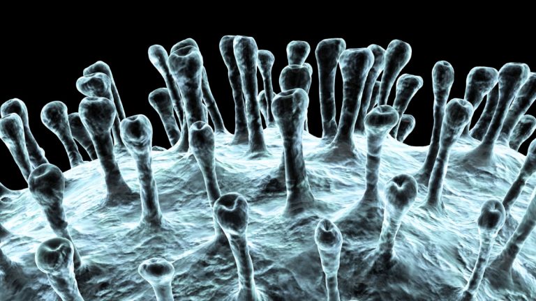Un virus mortal de hantavirus poate fi transmis între oameni. Iată de ce nu este următorul COVID.
