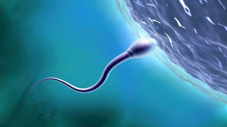 Criza ascunsă a fertilității: Avertismentul oamenilor de știință pentru oameni și animale