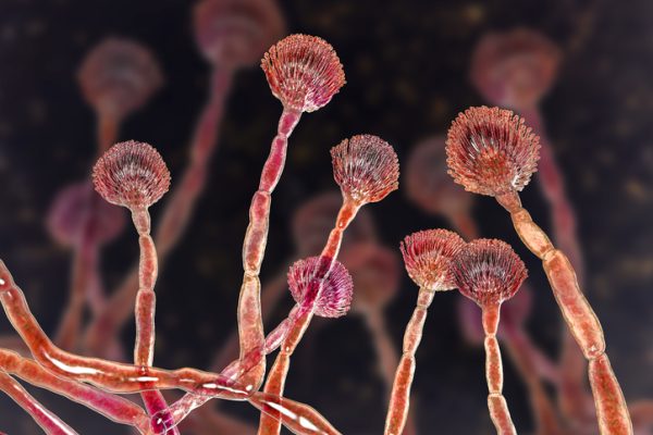 O nouă clasă de antifungic pentru Aspergillus, după 20 de ani, obține succes în faza III