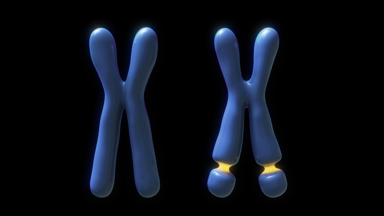 Terapia genetică restabilește funcția cerebrală și comportamentul în sindromul X fragil