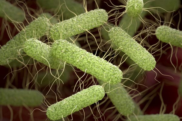 Salmonella modificată genetic livrează un virus care ucide cancerul către tumori