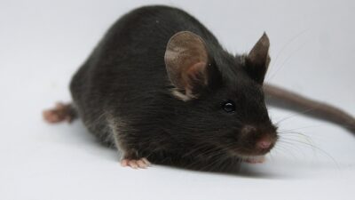 Terapia Genetică Tardivă Prolongează Speranța de Viață la Șoareci cu 20%
