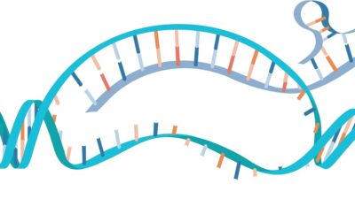 **Descoperire științifică: O Defecțiune Transcripțională Conduce la Inflamație Sistemică**
