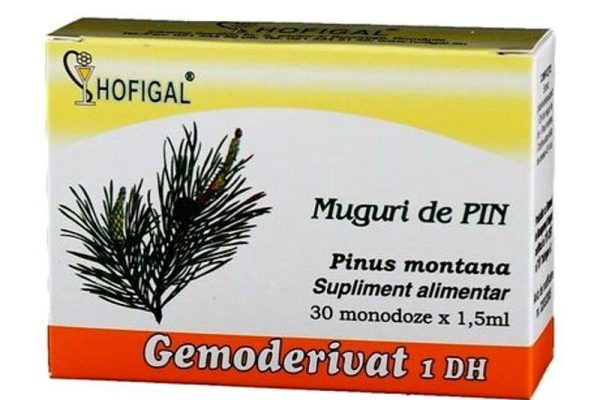 Descoperă beneficiile surprinzătoare ale mugurilor de pin pentru articulații sănătoase!