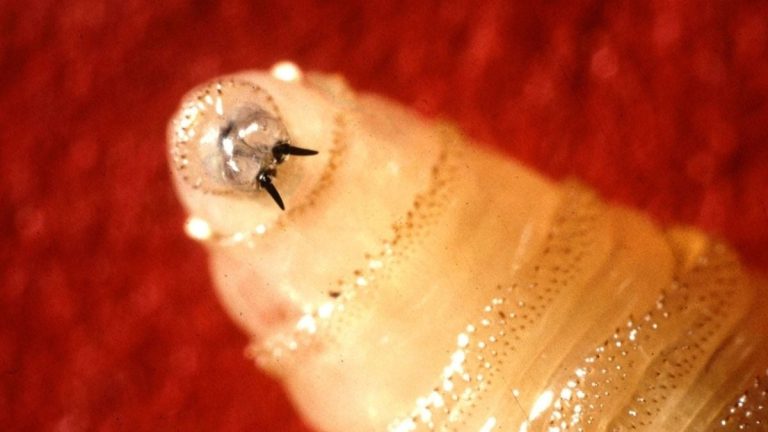 Descoperirea unui Parazit Rar care Mănâncă Carne Confirmat pentru Prima Dată în Texas din 1966