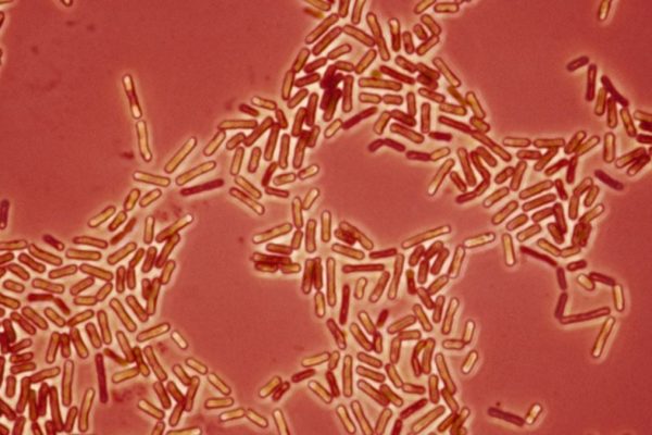 Bacteriile rezistente la medicamente pot să migreze între animalele de companie și oameni, avertizează oamenii de știință