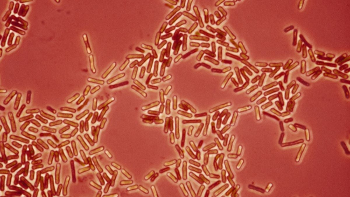Bacteriile rezistente la medicamente pot să migreze între animalele de companie și oameni, avertizează oamenii de știință