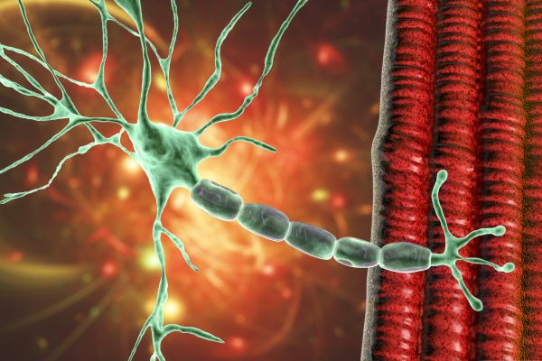 Dezvăluiri în Biologia Structurală despre Noi Ținte de Tratament pentru o Boală Neuromusculară Rară