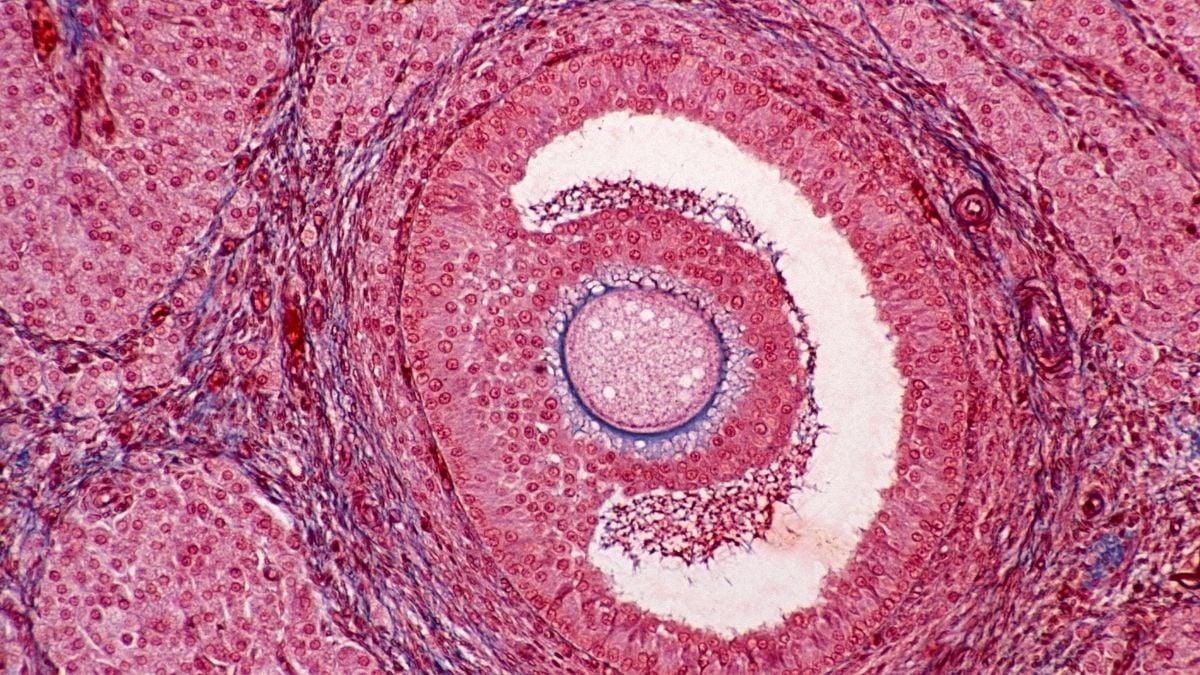 Ovarul începe să îmbătrânească cu decenii înainte de menopauză – și implicatiile depășesc fertilitatea