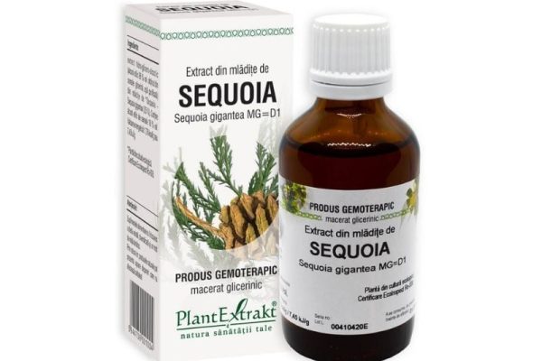 De ce extractul din mladite de sequoia este secretul longevității?