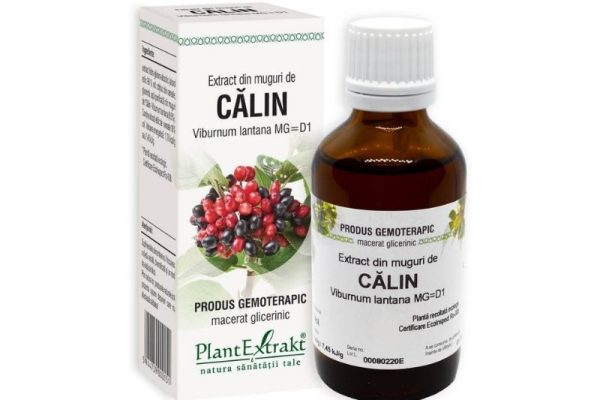 Cum ajută extractul din muguri de Calin la îmbunătățirea sănătății respiratorii?