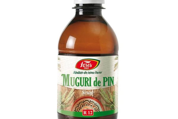 Știai că mugurii de pin pot îmbunătăți rapid imunitatea și respirația?