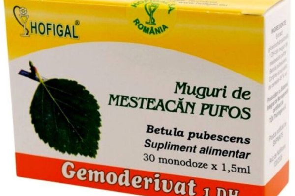De ce mugurii de mesteacăn pot fi secretul unei imunități mai puternice?