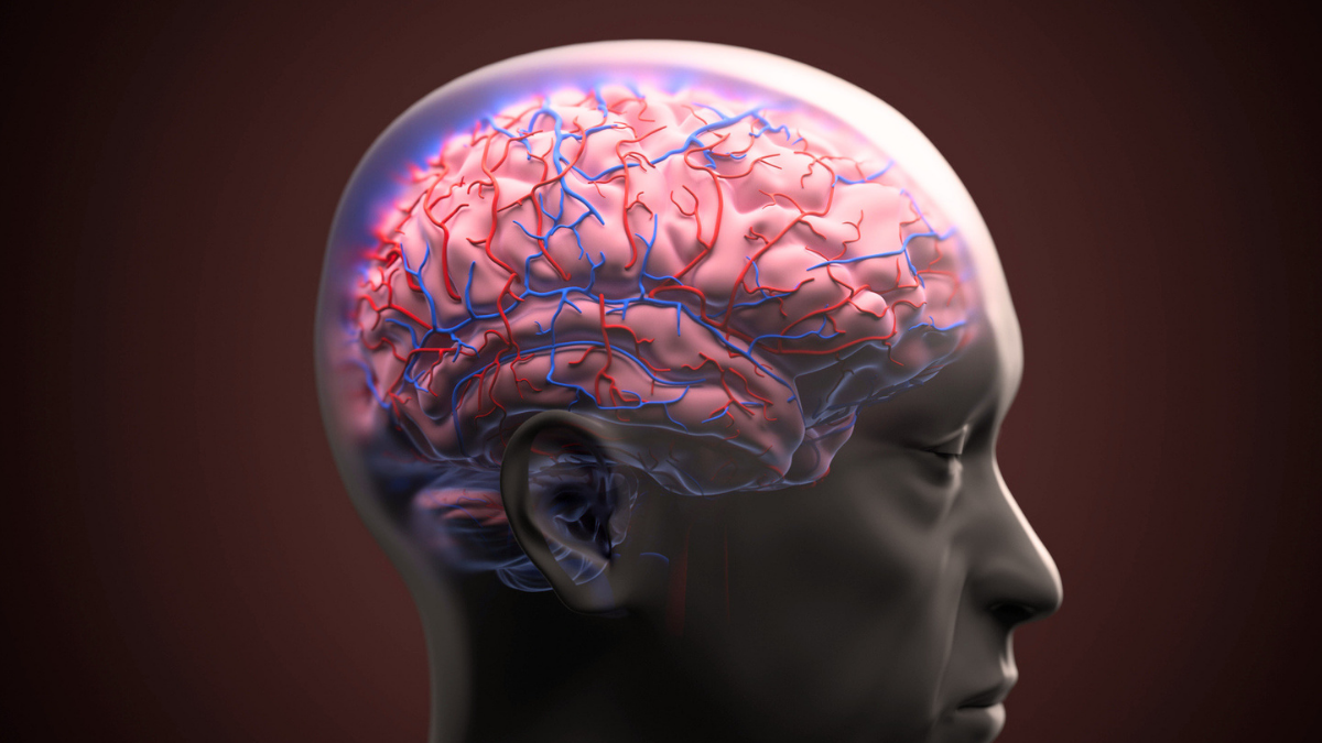Bariera Hemato-Encefalică Reparată cu Succes în Modelele de Alzheimer