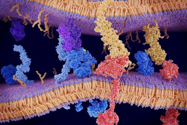 Descoperirea care ar putea Revoluționa Tratamentul Cancerului Colorectal: Micro-picături Peptidice Redefinesc Punctul de Control PD-1/PD-L1 în Cancerul Colorectal Rezistent